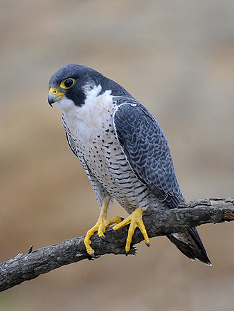 Peregrine Falcon