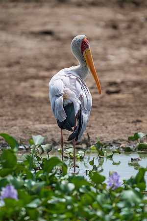 Yellow Billed Stork