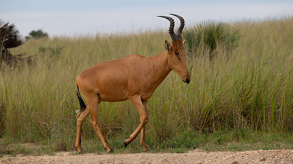Hartebeest
