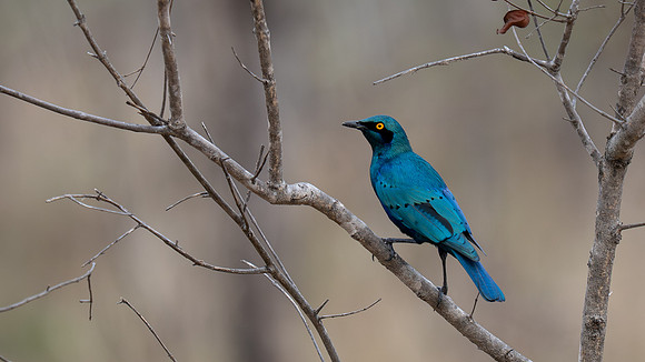 Cape Starling