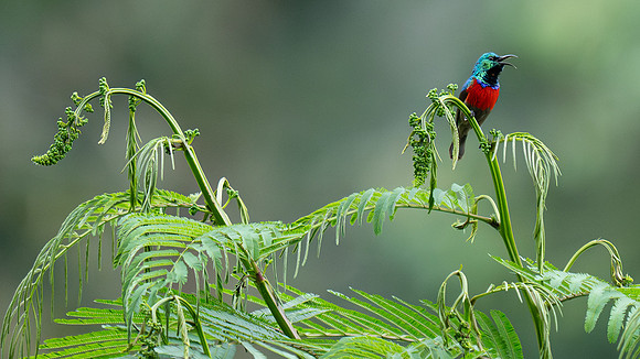Scarlet Chested Sunbird
