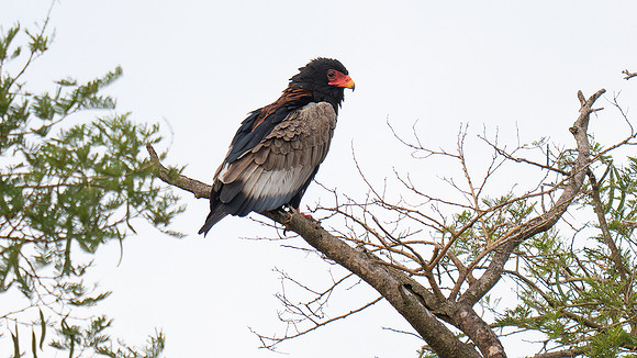 Bateleur Eagle