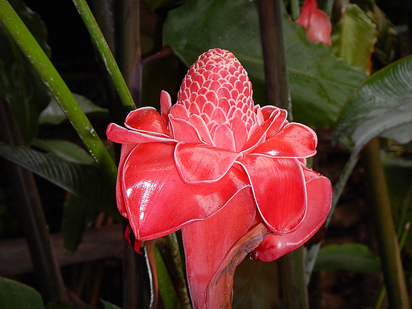 Emperadora
