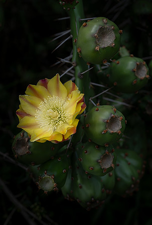 yellow cactus bloom