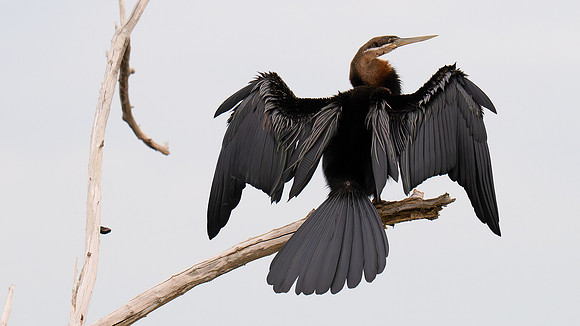 African Darter