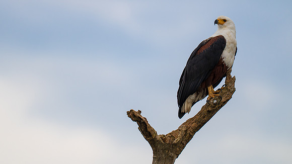 Fish Eagle