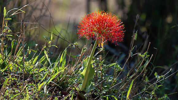 blood lily
