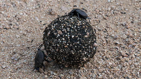 dung beetles rolling dung ball