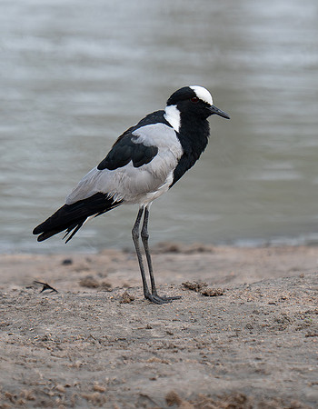 Lapwing
