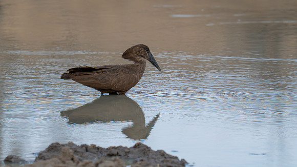 Hamerkop