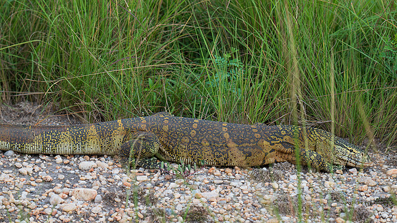 Nile Monitor
