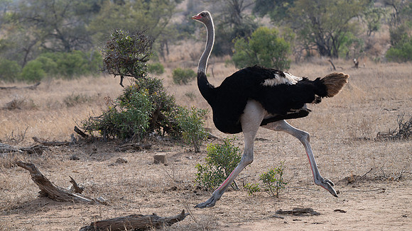 Ostrich running
