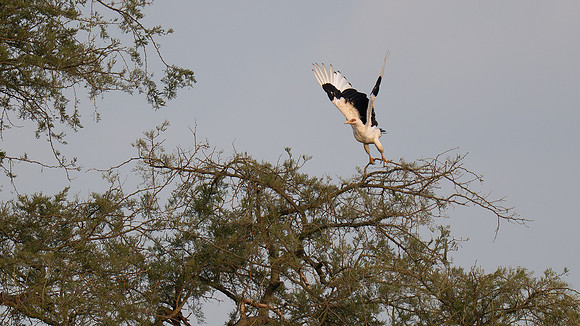 palm nut vulture