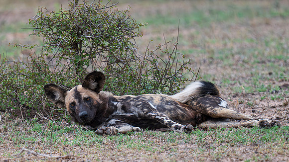 African wild dog