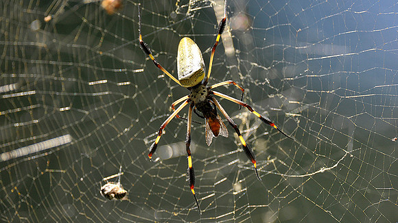 Big-Jawed Spider