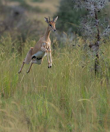 Oribi jumping