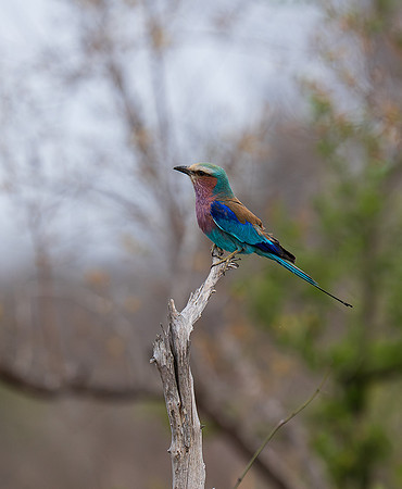 Lilac Breasted Roller