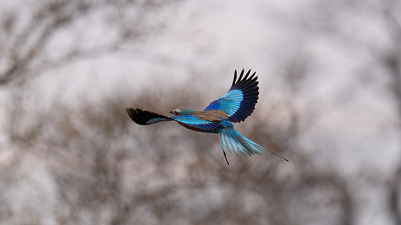 Lilac Breasted Roller