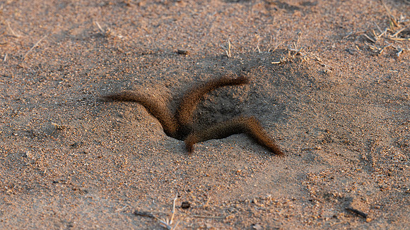 mongoose