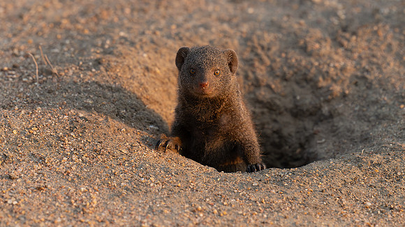 mongoose