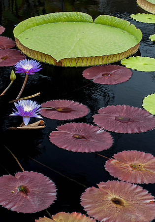 Longwood Gardens