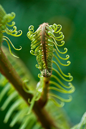 Fern