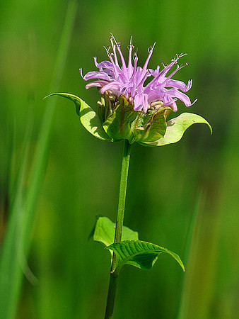 Wild Bergamot