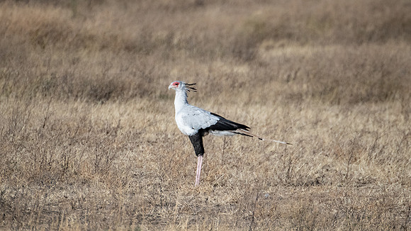 Secretary bird