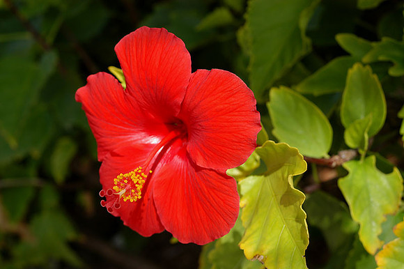 red Hibiscus