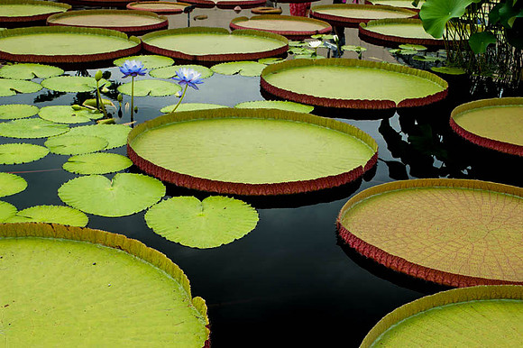 Longwood Gardens
