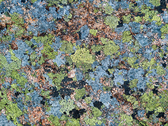 Lichen Patterns - Cadillac Mountain