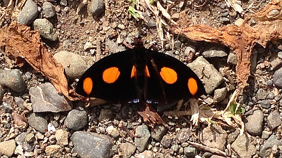 Grecian Shoemaker butterfly