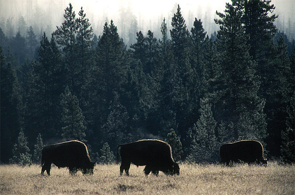 Bison