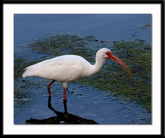 Ibis
