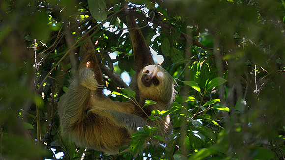 Three toed Sloth