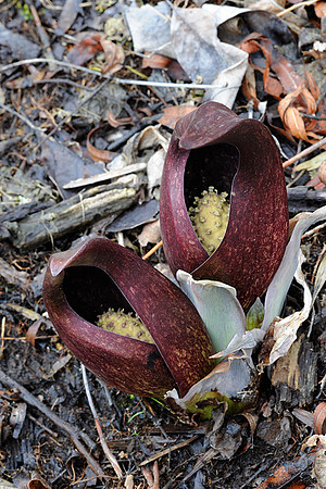 Skunk Cabbage