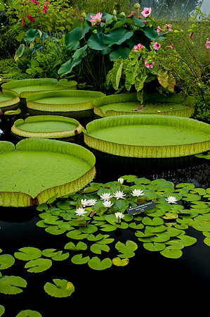 Longwood Gardens