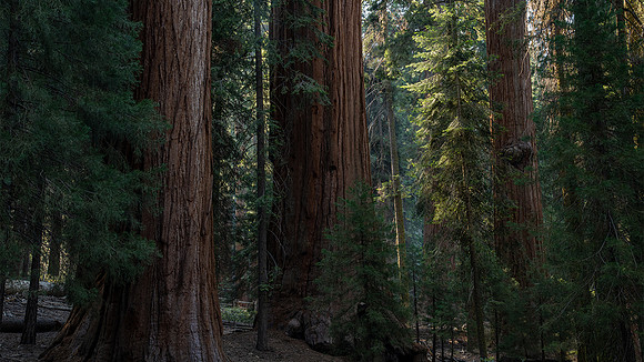 Sequoia National Park