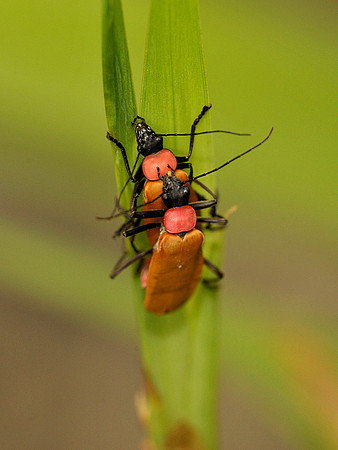 Mating Beetles