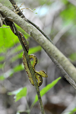 Palm-pit viper