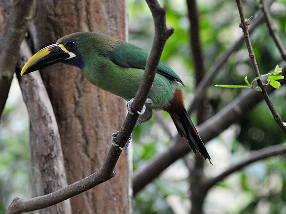Emerald Toucanet