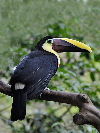 Chestnut Mandibled Toucan