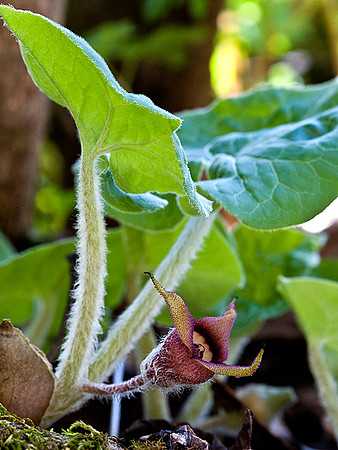Wild Ginger