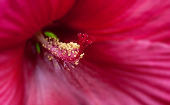 Longwood Gardens