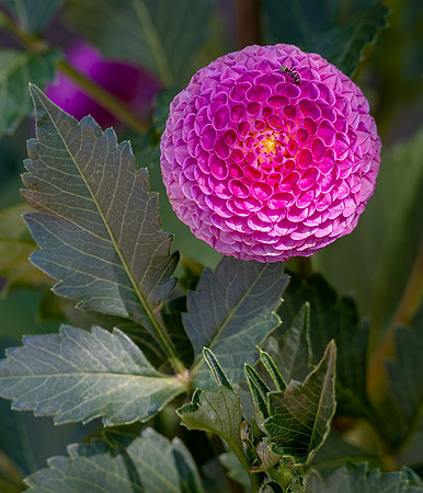 Zinnia