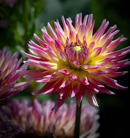 Zinnia