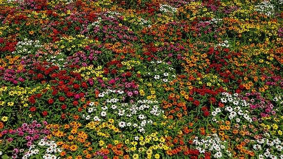 Colorful Flowers