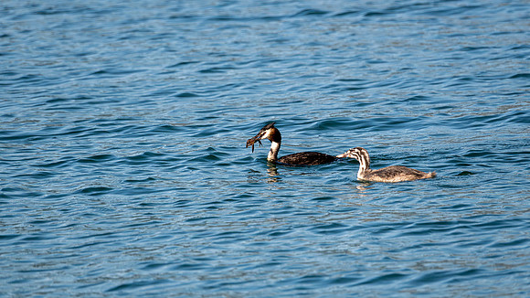 Great Horned Grebe pair