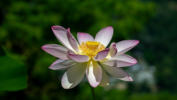 Lotus Flower