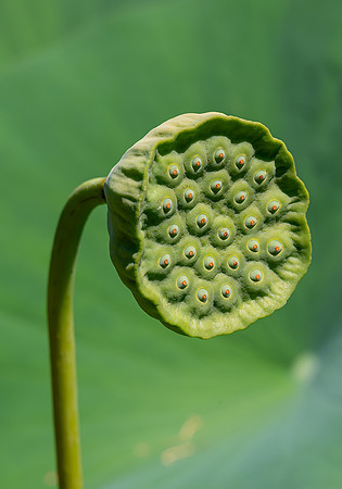 Lotus Flower seedpod